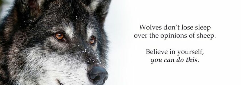 Wolves dont lose sleep opinions sheep life quotes sayings pictures